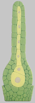 Marchantia Polymorpha -Archegonium